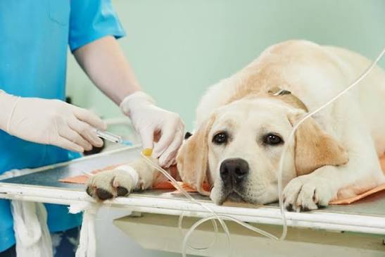 Shock and Fluid Therapy